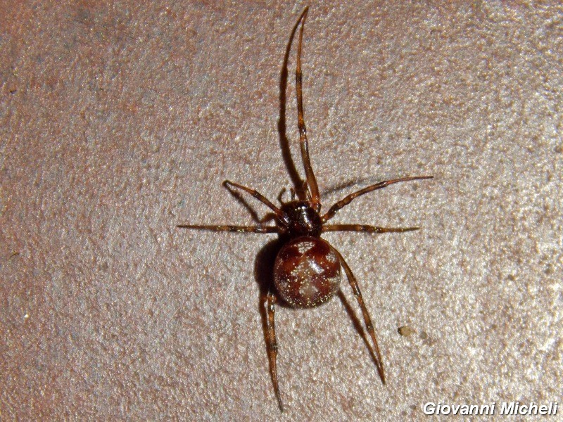 Steatoda triangulosa - Arluno (MI)